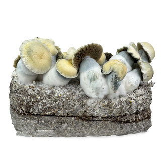 Zamnesia Ready-2-Grow Bag 'Bluey Vuitton'