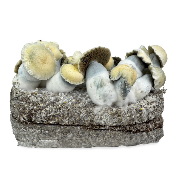 Zamnesia Ready-2-Grow Bag 'Bluey Vuitton'