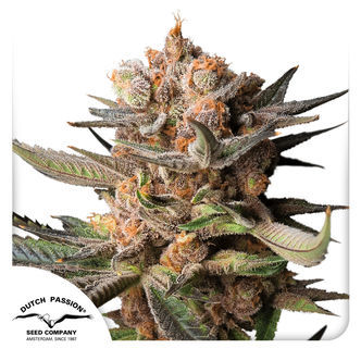 Auto Frozen Biscotti (Dutch Passion) feminizada