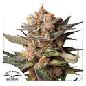 Auto Frozen Biscotti (Dutch Passion) feminizada