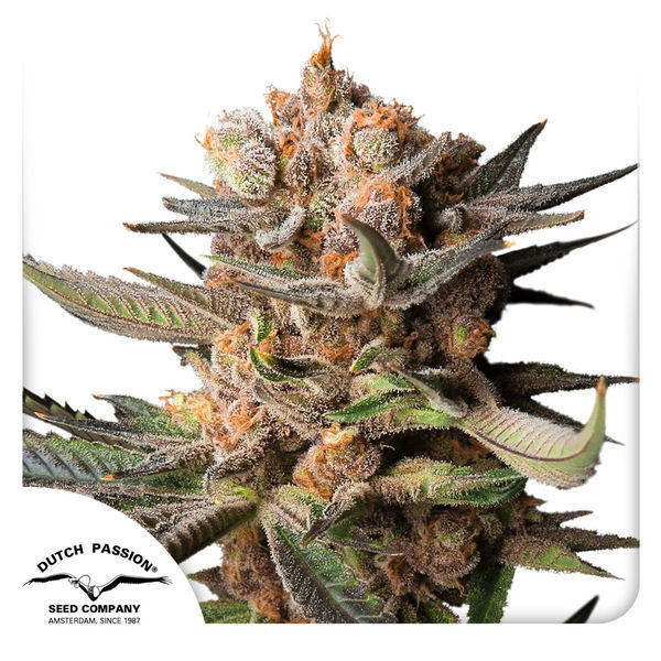 Auto Frozen Biscotti (Dutch Passion) feminizada