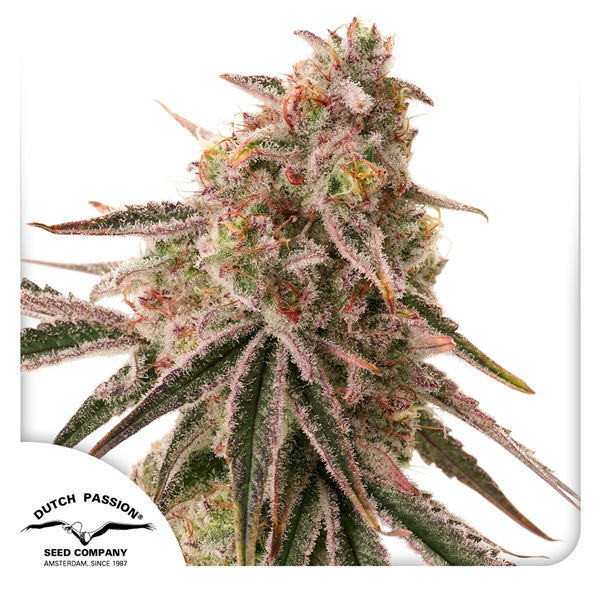 Frozen Biscotti (Dutch Passion) feminizada