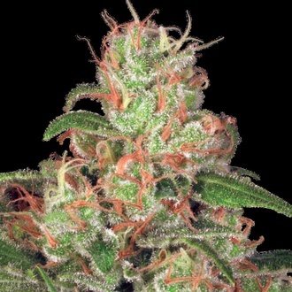 Auto Collection Pack 2 (Paradise Seeds) feminizada