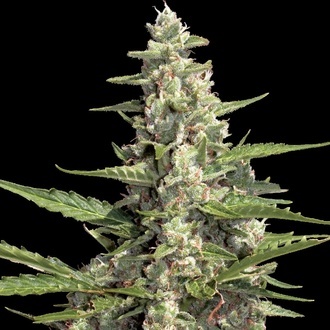 Auto Collection Pack 2 (Paradise Seeds) feminizada