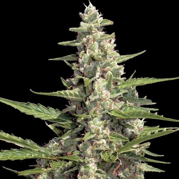 Auto Collection Pack 2 (Paradise Seeds) feminizada