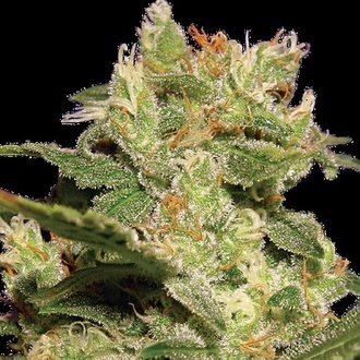 Auto Collection Pack 2 (Paradise Seeds) feminizada