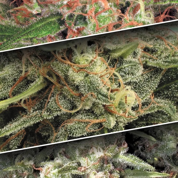 Auto Collection Pack 2 (Paradise Seeds) feminizada