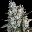 Red Velvet Auto (Paradise Seeds) feminizada
