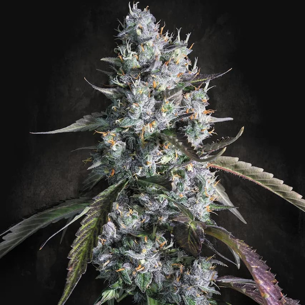 Red Velvet Auto (Paradise Seeds) feminizada