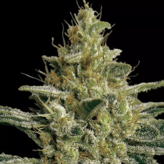 Allkush (Paradise Seeds) feminizada