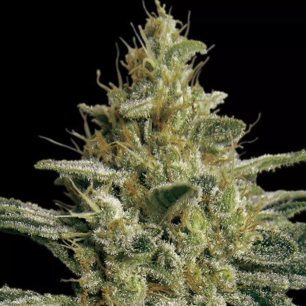 Allkush (Paradise Seeds) feminizada