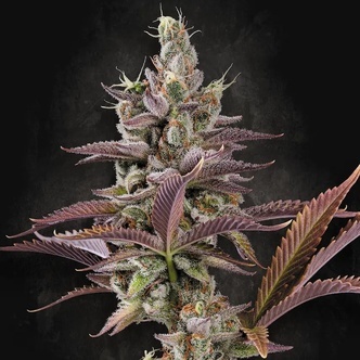 Apricot Candy (Paradise Seeds) feminizada