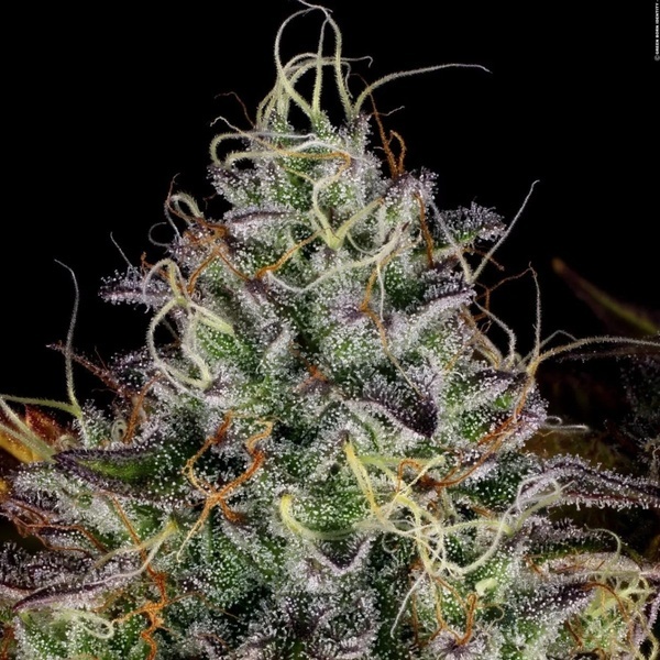 Apricot Candy (Paradise Seeds) feminizada
