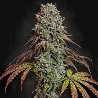 Blue Gem (Paradise Seeds) feminizada