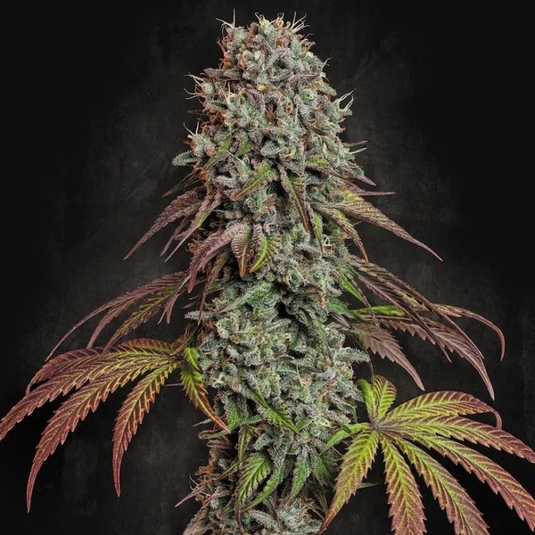 Blue Gem (Paradise Seeds) feminizada