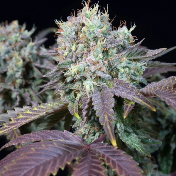 Blue Gem (Paradise Seeds) feminizada