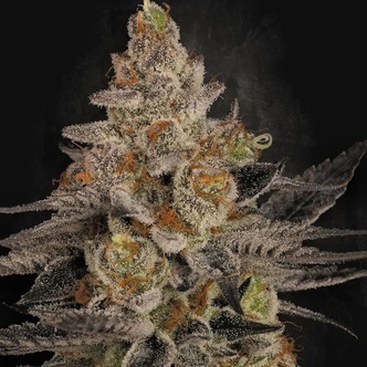 Chocolate Wafflez (Paradise Seeds) feminizada