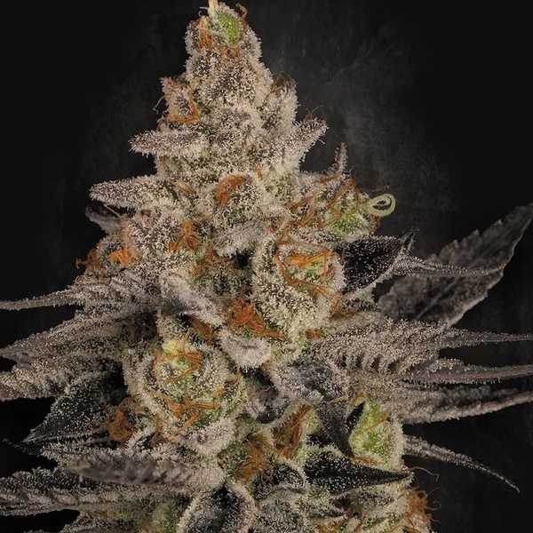 Chocolate Wafflez (Paradise Seeds) feminizada