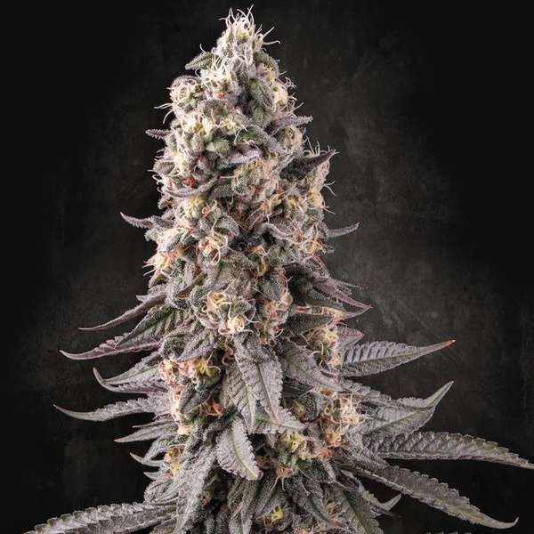 El Dorado OG (Paradise Seeds) feminizada