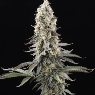 El Dorado OG (Paradise Seeds) feminizada