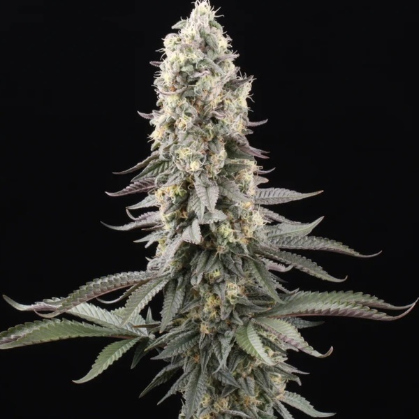 El Dorado OG (Paradise Seeds) feminizada