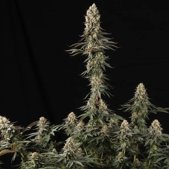 El Dorado OG (Paradise Seeds) feminizada
