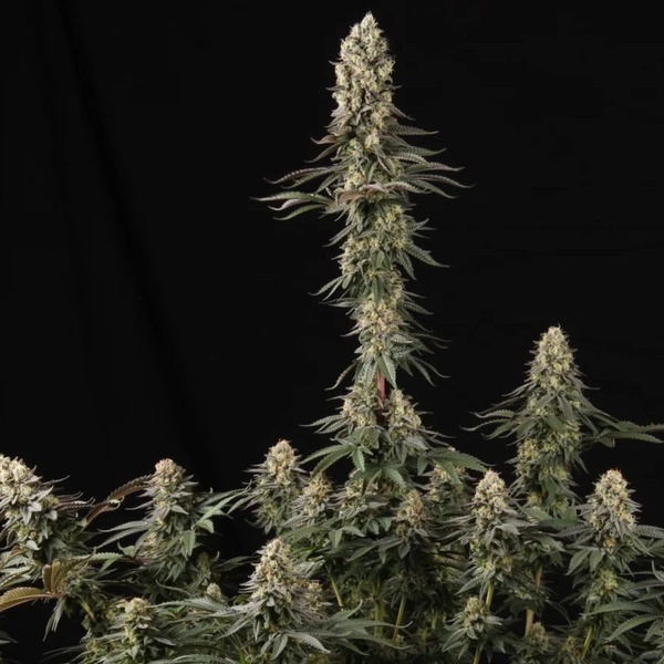 El Dorado OG (Paradise Seeds) feminizada