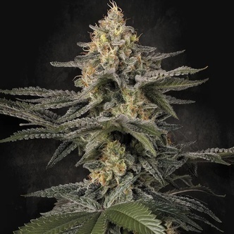 Glowstarz (Paradise Seeds) feminizada