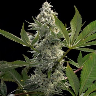 Glowstarz (Paradise Seeds) feminizada