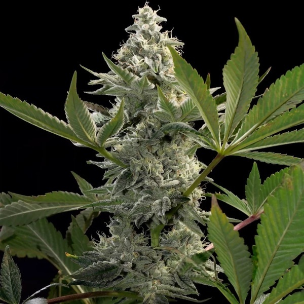 Glowstarz (Paradise Seeds) feminizada