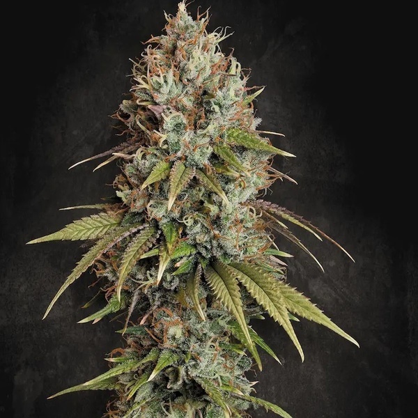 Highway 66 (Paradise Seeds) feminizada