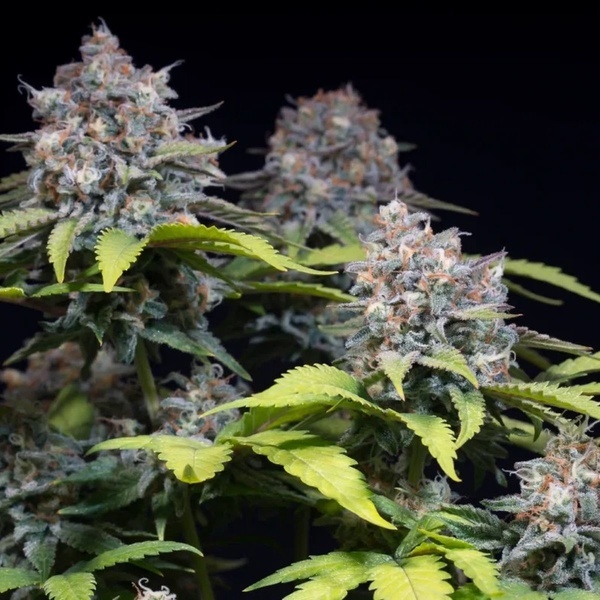 Highway 66 (Paradise Seeds) feminizada