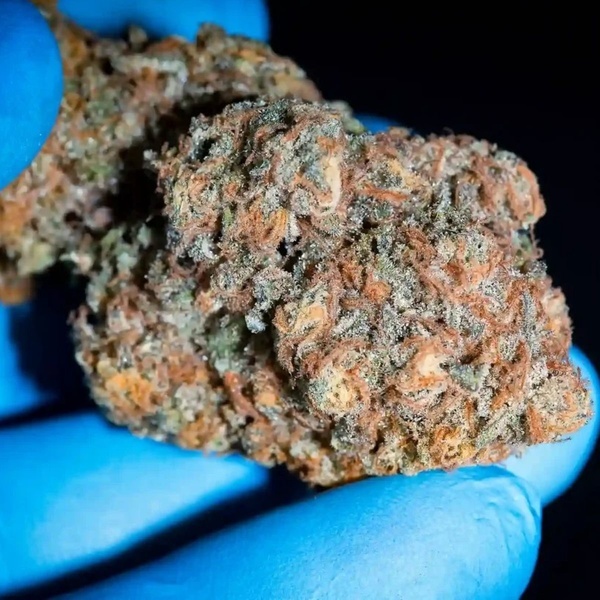 Highway 66 (Paradise Seeds) feminizada