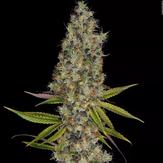Rainbow Road (Paradise Seeds) feminizada