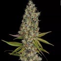 Rainbow Road (Paradise Seeds) feminizada