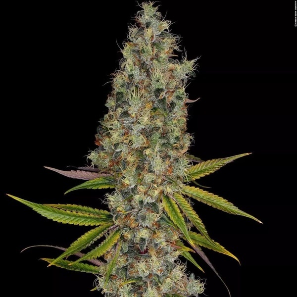Rainbow Road (Paradise Seeds) feminizada