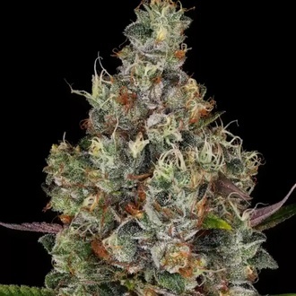 Rainbow Road (Paradise Seeds) feminizada