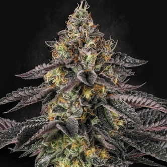 Sunset Paradise (Paradise Seeds) feminizada