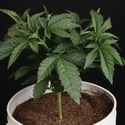 Sunset Paradise (Paradise Seeds) feminizada