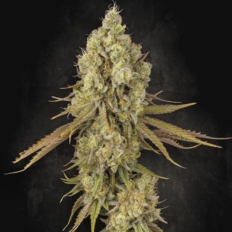 Tangerine Sorbet (Paradise Seeds) feminizada