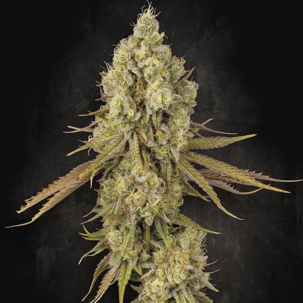 Tangerine Sorbet (Paradise Seeds) feminizada