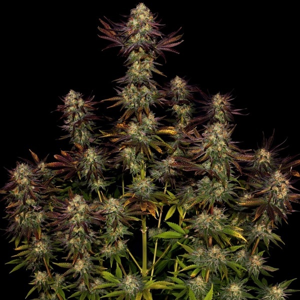 Tangerine Sorbet (Paradise Seeds) feminizada