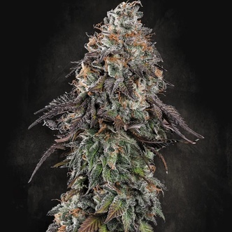 White Noise (Paradise Seeds) feminizada
