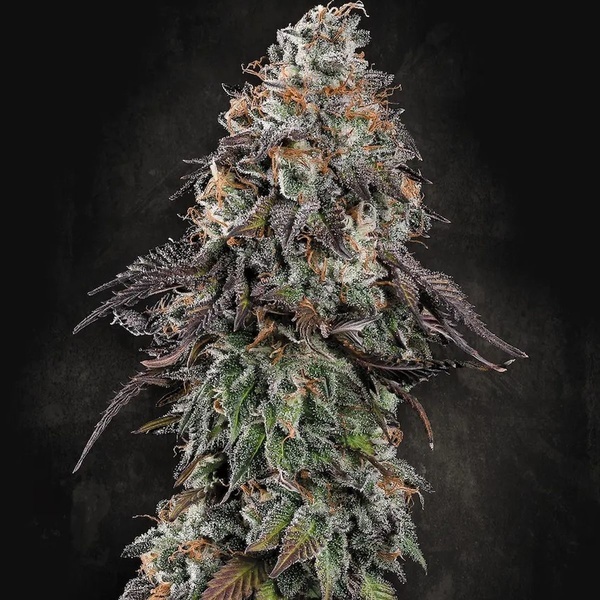 White Noise (Paradise Seeds) feminizada