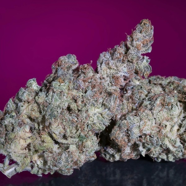 White Noise (Paradise Seeds) feminizada