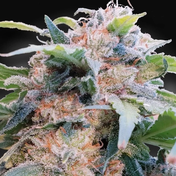 CBDream (Paradise Seeds) feminizada