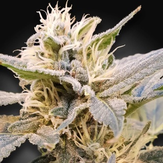 CBDelight (Paradise Seeds) feminizada