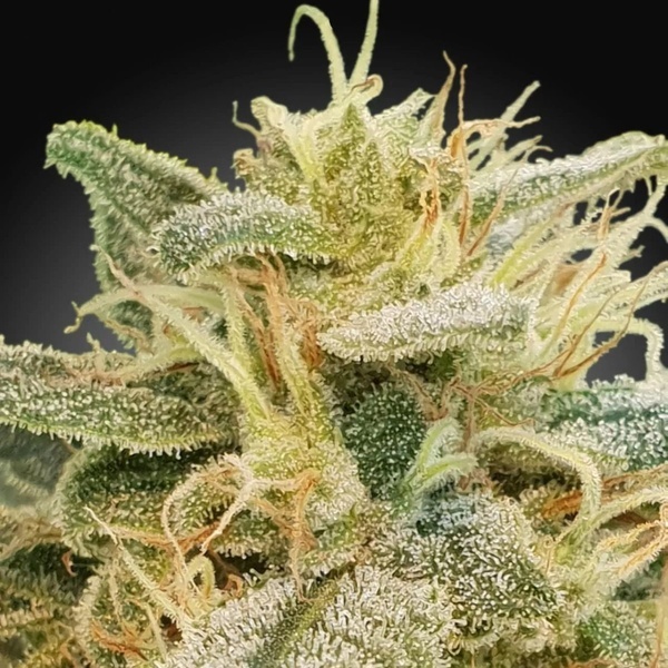 CBDrelief (Paradise Seeds) feminizada