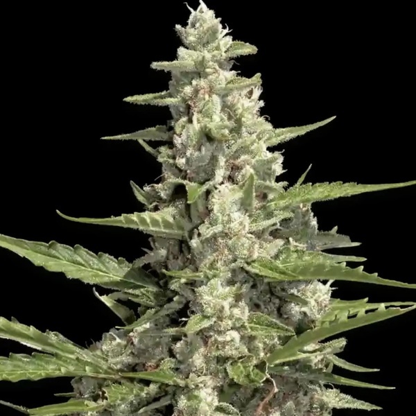 Pandora Auto (Paradise Seeds) feminizada