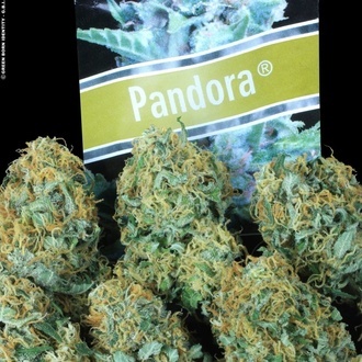 Pandora Auto (Paradise Seeds) feminizada